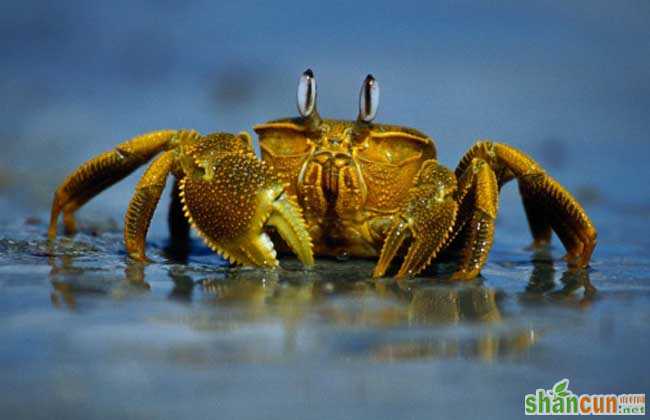 螃蟹常见的养殖方式有哪些