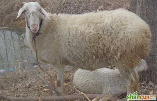 小尾寒羊牧草种植技术