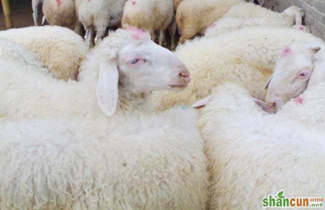 如何养羊能赚钱