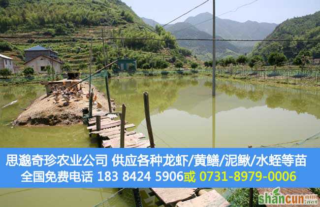 龙虾养殖场地建设