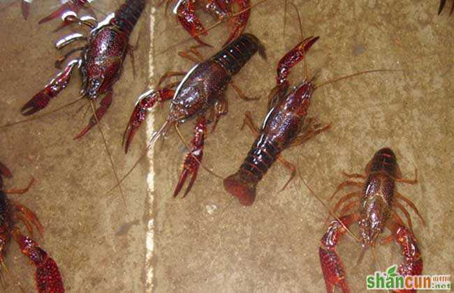 澳洲淡水龙虾养殖技术