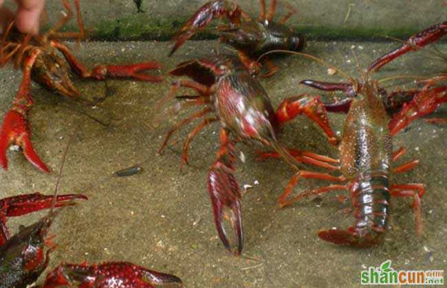 龙虾养殖常见误区