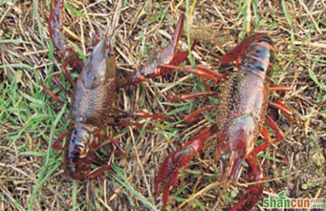 小龙虾病害生态防治技术