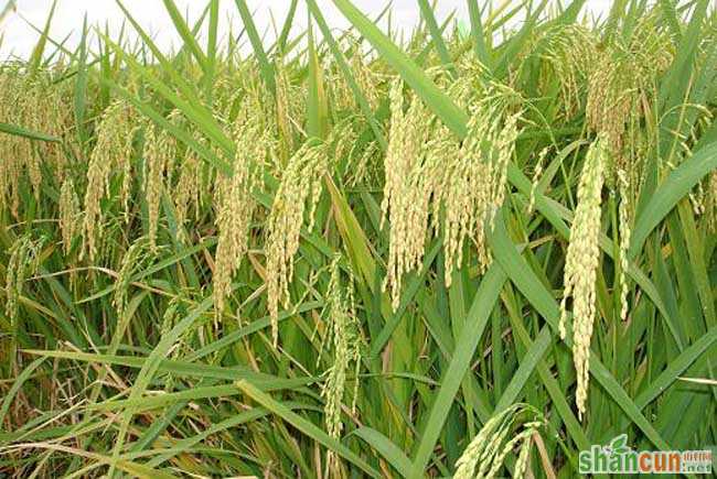 杂交水稻种子