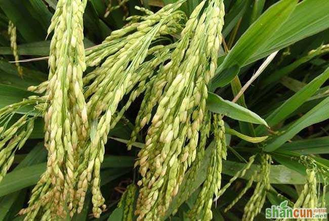 杂交水稻种子