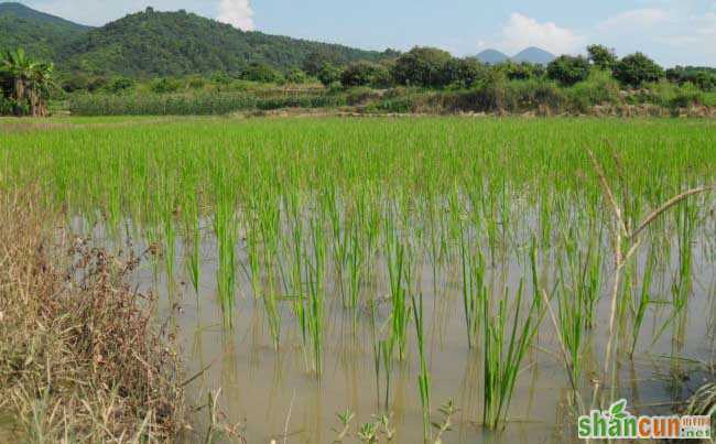 水稻种植生长后期的管理方法