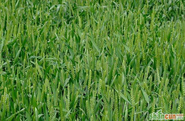 小麦播种期的病虫害技术