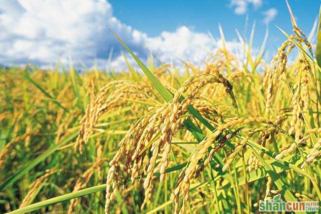 夏季怎样防治稻米中的害虫