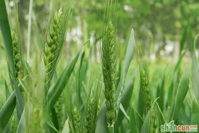 春小麦和冬小麦的区别