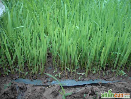 水稻苗床管理技术