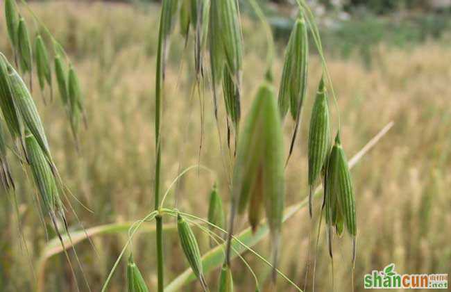 燕麦种植时间