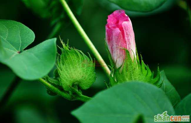 棉花种植条件