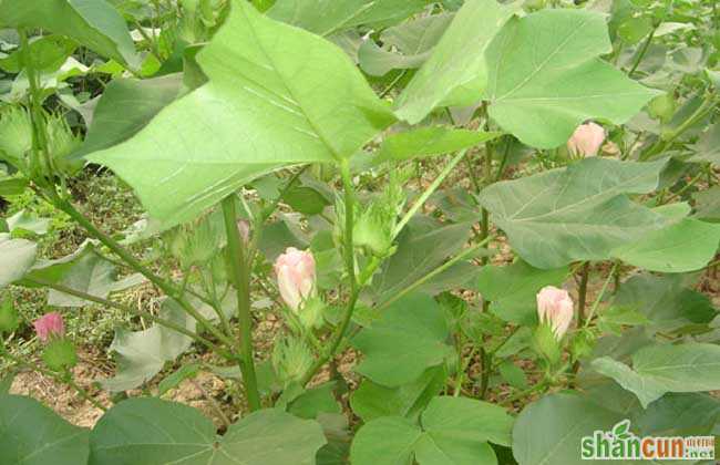 棉花种植条件