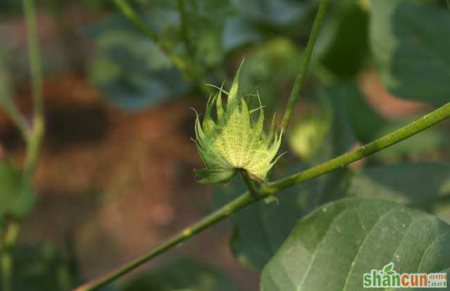 棉花种植时间