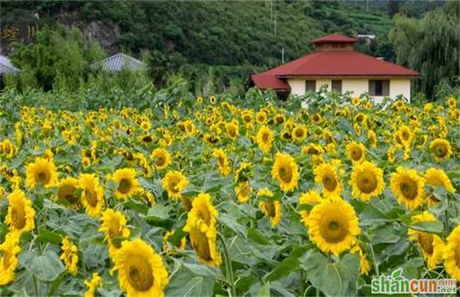 向日葵 花蕾期 管理要点