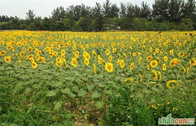 向日葵 花蕾期 管理要点