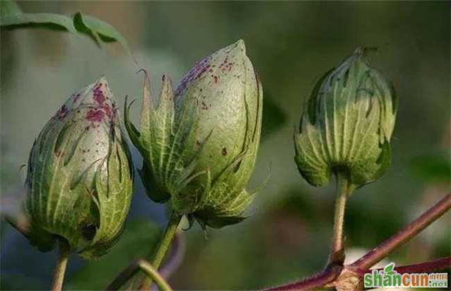 棉花 蕾期 田间管理要点