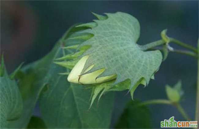 棉花 蕾期 田间管理要点