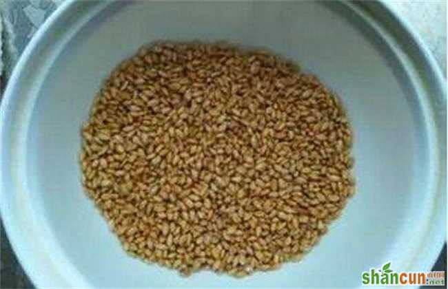 小麦种子 播种前 处理