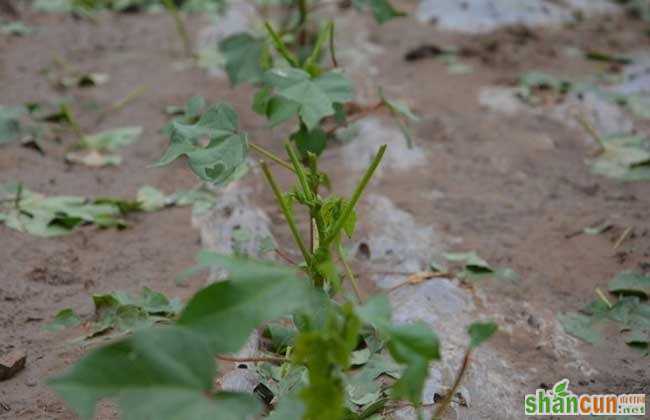 棉花播后遇雨该怎么办