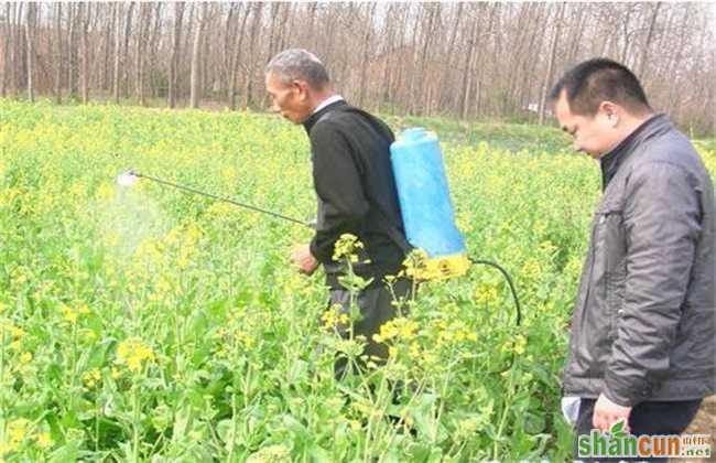 油菜缺硼症状及防治方法