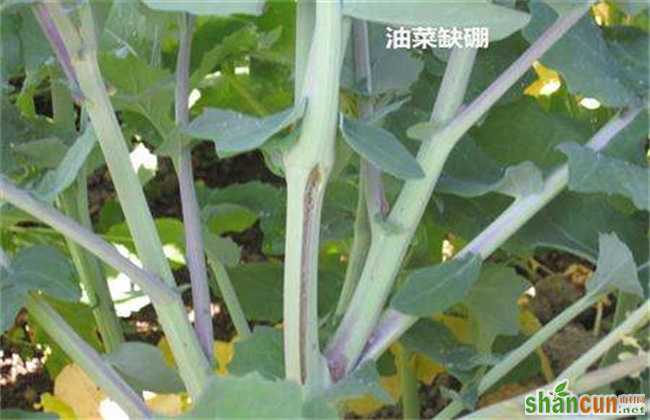 油菜缺硼症状及防治方法