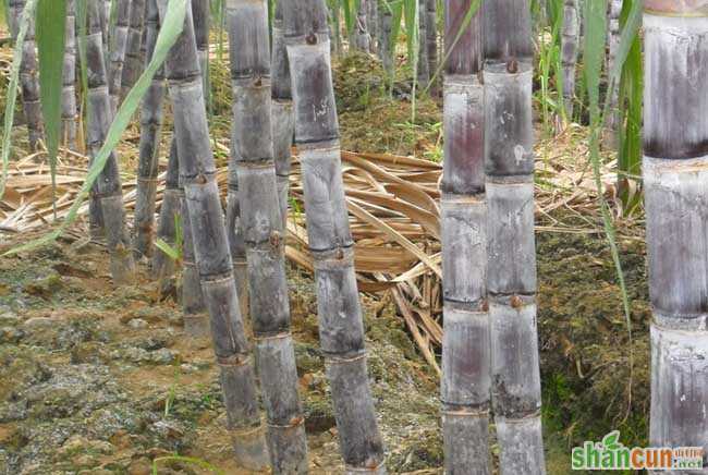 甘蔗种植技术