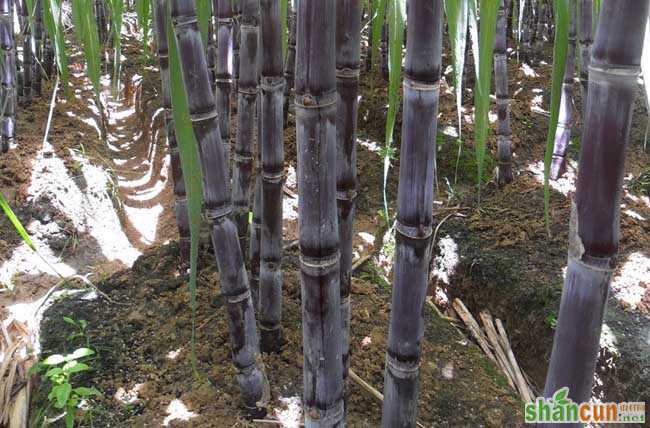 甘蔗种植技术