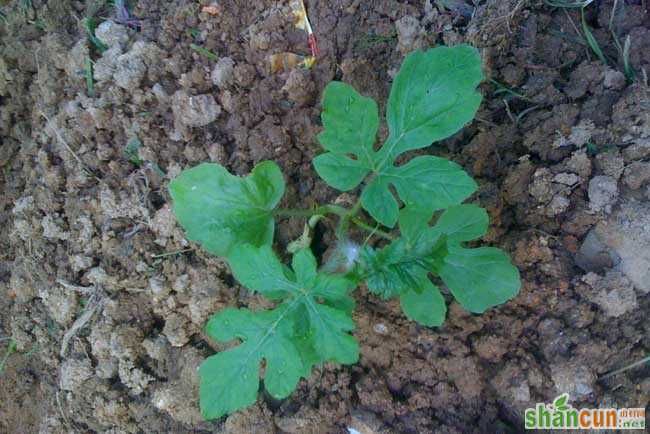 冬季西瓜种植育苗技术