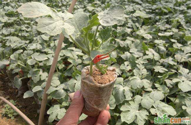 冬季西瓜种植育苗技术