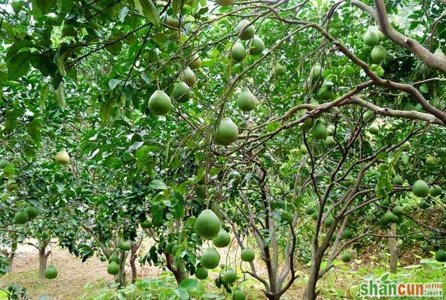 柚子树的病虫害防治