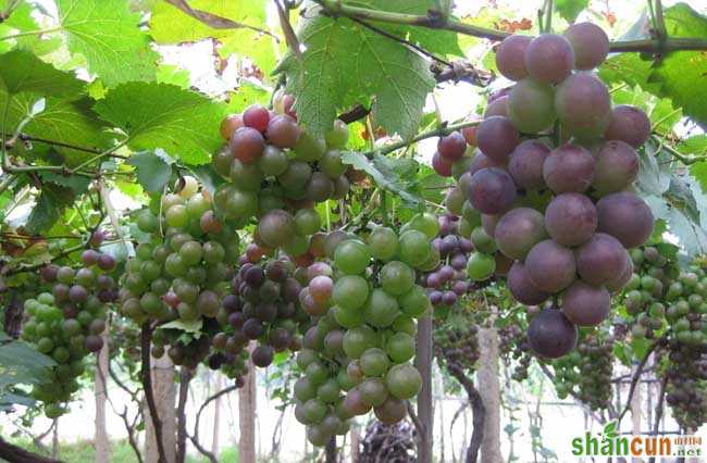 葡萄的种植前景