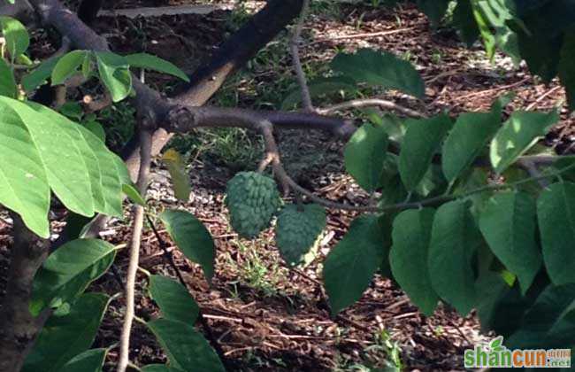 释迦果种植技术