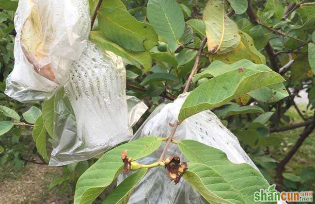 释迦果种植技术