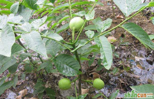 核桃树苗几年挂果