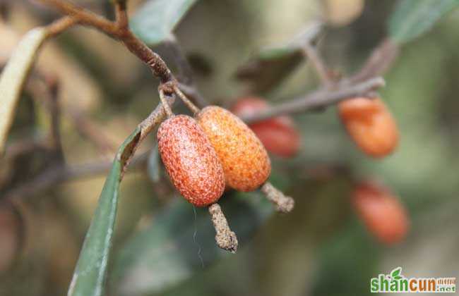 羊奶果种植技术