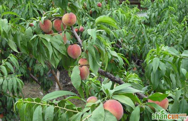 桃树的种植条件