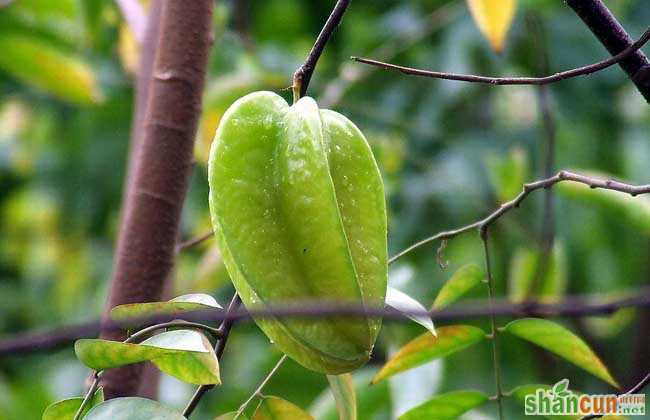 杨桃树种植技术