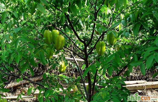 杨桃树种植技术