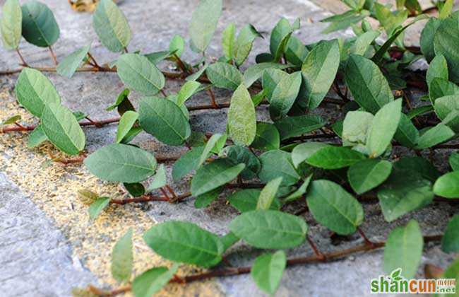 地枇杷种植技术