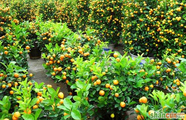 盆栽橘子树