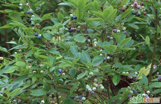 蓝莓种植条件