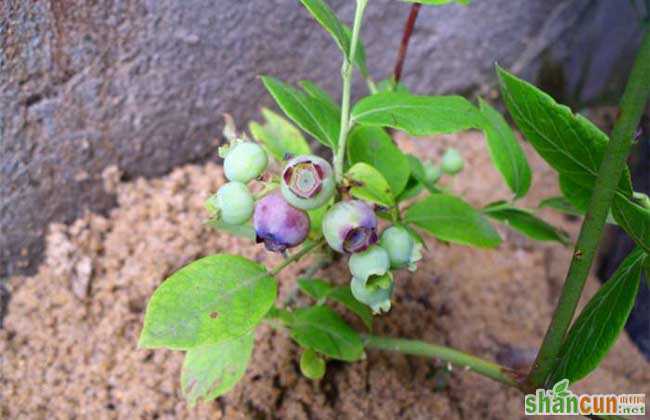 蓝莓种植条件