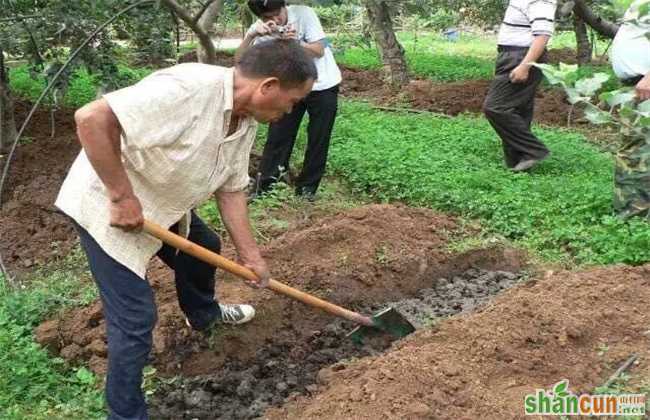 苹果 采收以后 怎么管理