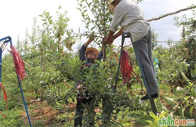 苹果树 修剪 误区