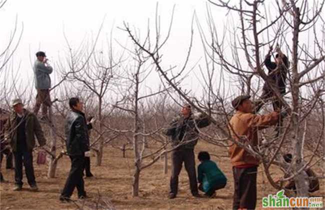 苹果树 修剪 误区