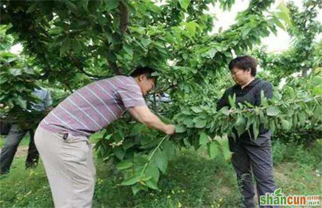 樱桃树环剥注意事项