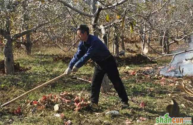 苹果春季清园注意事项