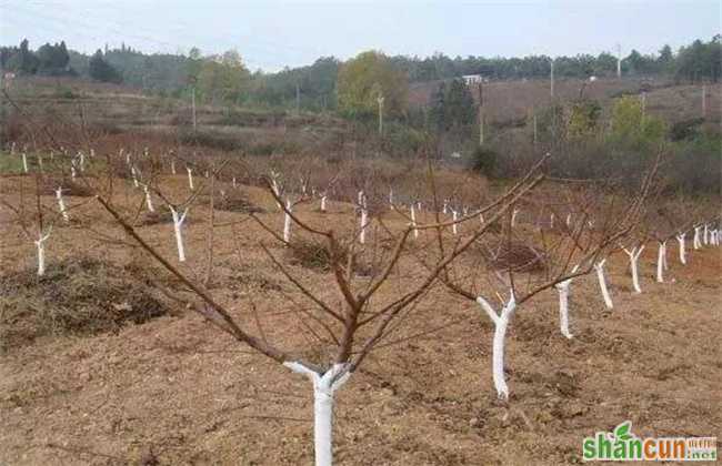 苹果春季清园注意事项