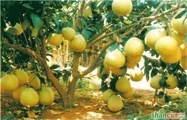 沙田柚高产的栽培技术